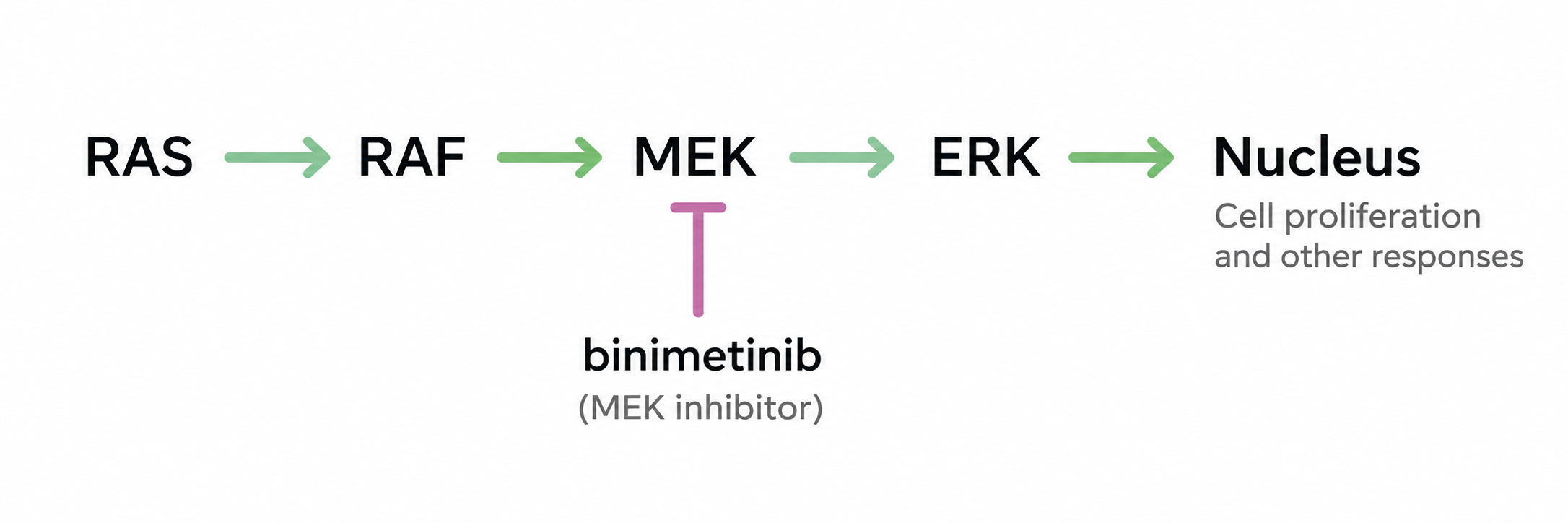 MAP kinase signalling pathway from RAS through RAF, MEK and ERK, showing inhibition of MEK by binimetinib