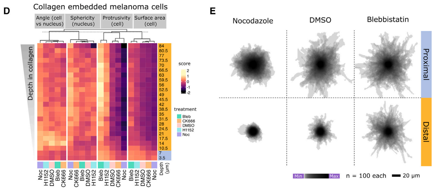 Lucas Dent cell environment research - 3D imaging analysis