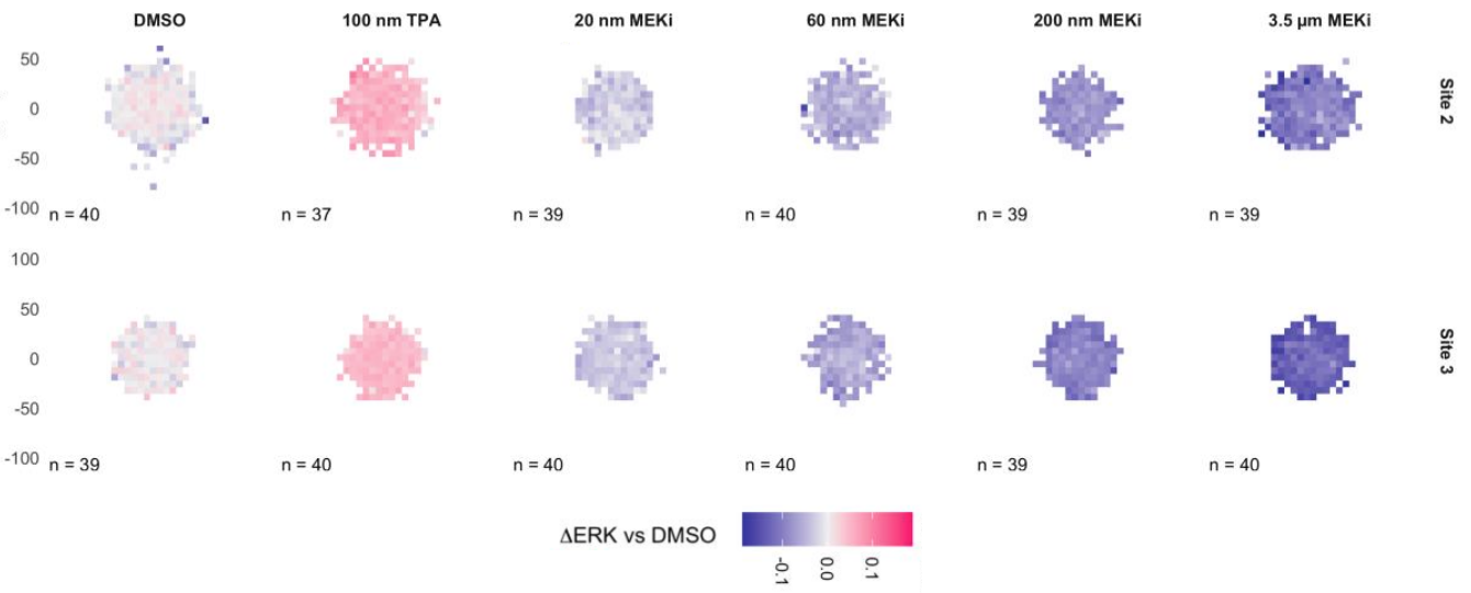 ERK signalling in melanoma spheroids across treatments and four research sites