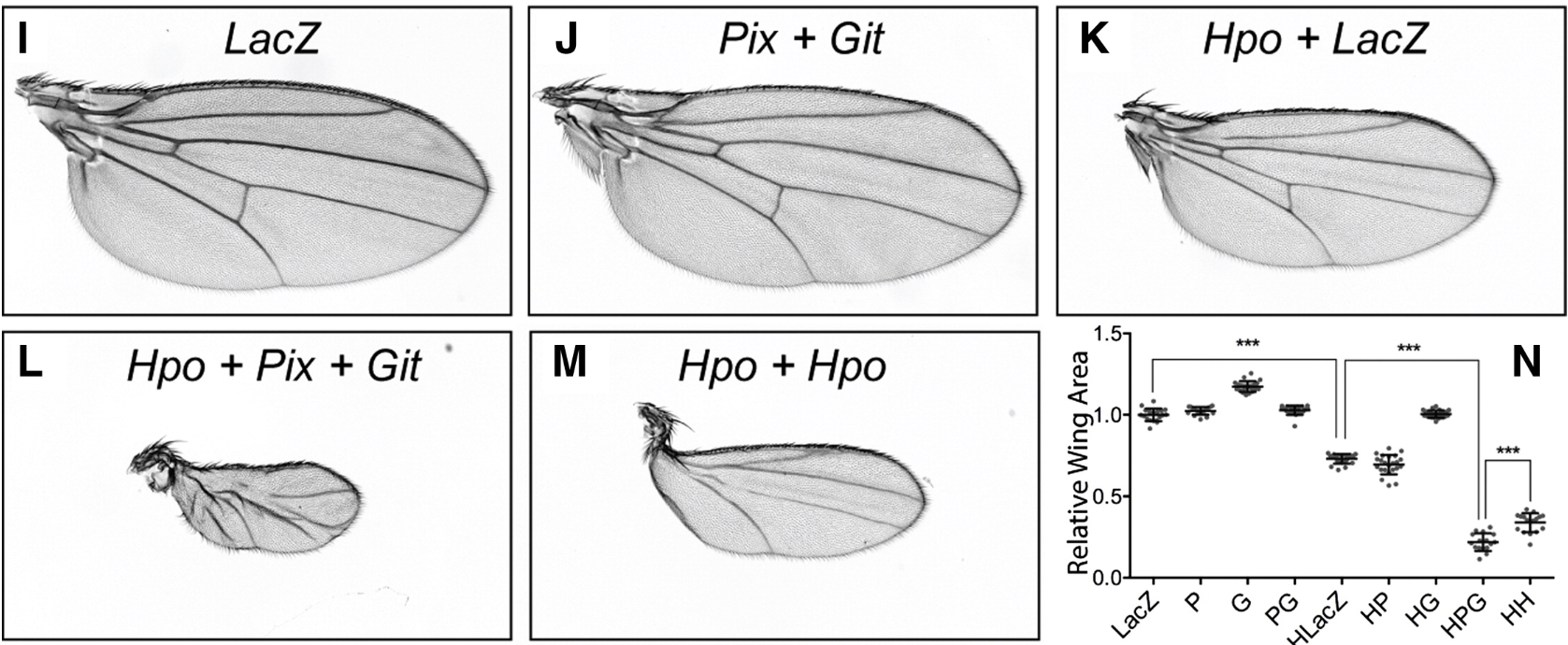 Lucas Dent tissue growth research - wing size control