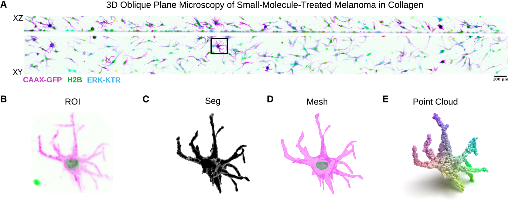 Lucas Dent machine learning research - cell shape point clouds